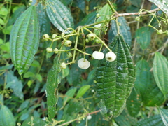 Miconia rubescens