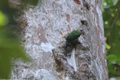 Micropsitta pusio