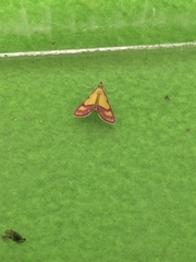 Choristostigma perpulchralis