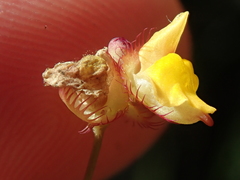 Utricularia simulans
