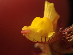 Utricularia simulans