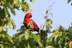 Eclectus roratus