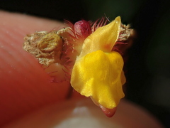 Utricularia simulans