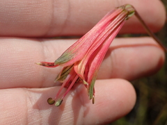 Alstroemeria stenopetala