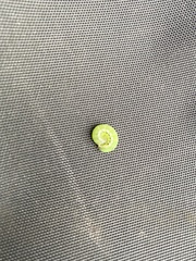 Callopistria floridensis