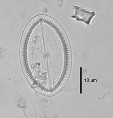 Cocconeis