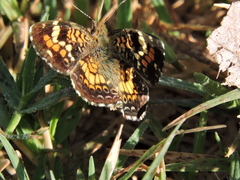 Phyciodes phaon phaon