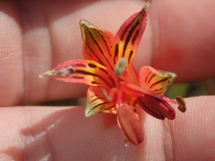 Alstroemeria stenopetala