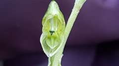 Pterostylis cycnocephala
