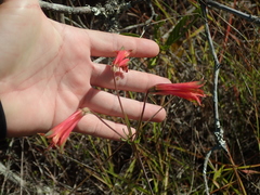 Alstroemeria stenopetala
