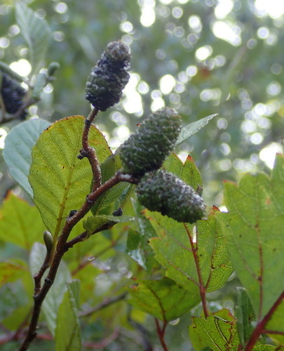 Betulaceae image