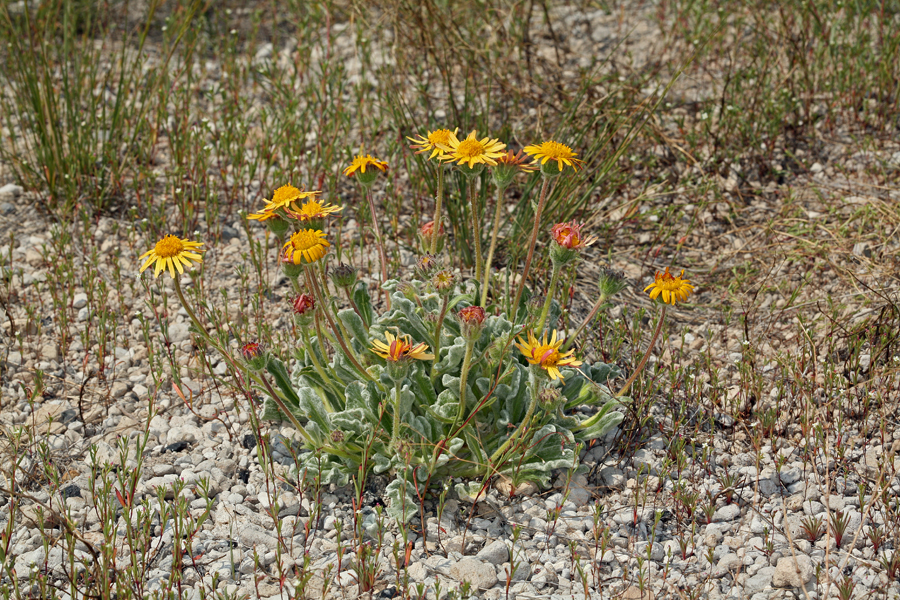 Hulsea vestita ssp. vestita