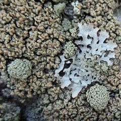 Rhizoplaca opiniconensis