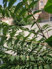 Ailanthus altissima
