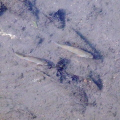 Leuciscus idus