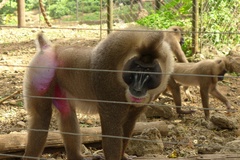 Mandrillus leucophaeus