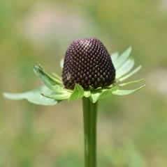 Rudbeckia occidentalis