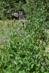Rudbeckia occidentalis