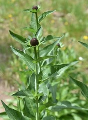 Rudbeckia occidentalis