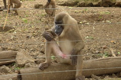 Mandrillus leucophaeus