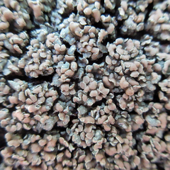 Rhizoplaca opiniconensis