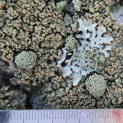 Rhizoplaca opiniconensis