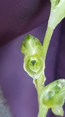 Pterostylis cycnocephala