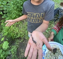 Dicamptodon aterrimus