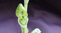 Pterostylis cycnocephala