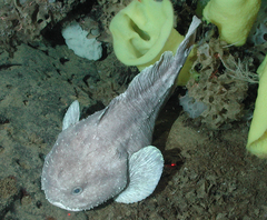 Blob Sculpin photo 2