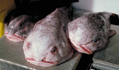 Blob Sculpin photo 5
