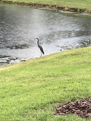 Egretta tricolor image