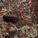 Helotidae - Photo (c) harum.koh, osa oikeuksista pidätetään (CC BY-NC-SA), lähettänyt harum.koh