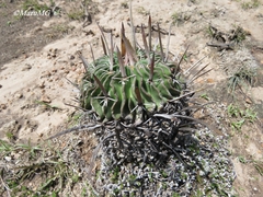 Echinofossulocactus dichroacanthus