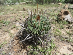 Echinofossulocactus dichroacanthus