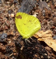 Eurema senegalensis
