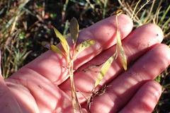 Acacia longifolia sophorae