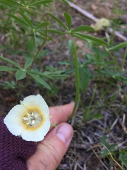 Calochortus subalpinus