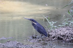 Ixobrychus flavicollis