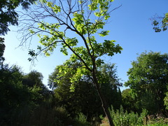 Catalpa bungei