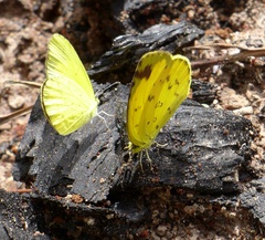Eurema senegalensis