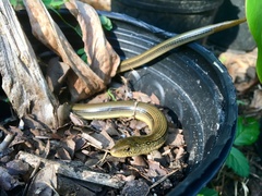 Ophisaurus ventralis