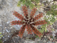 Petrosedum sediforme