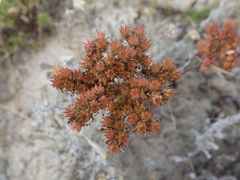 Petrosedum sediforme