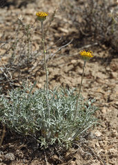 Hymenopappus filifolius nanus