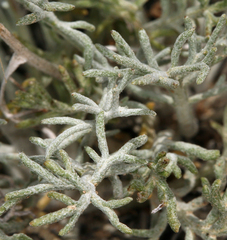 Hymenopappus filifolius nanus
