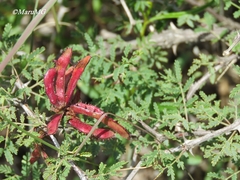 Mimosa rhodocarpa