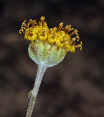 Hymenopappus filifolius nanus