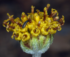 Hymenopappus filifolius nanus