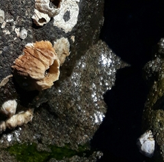 Semibalanus cariosus